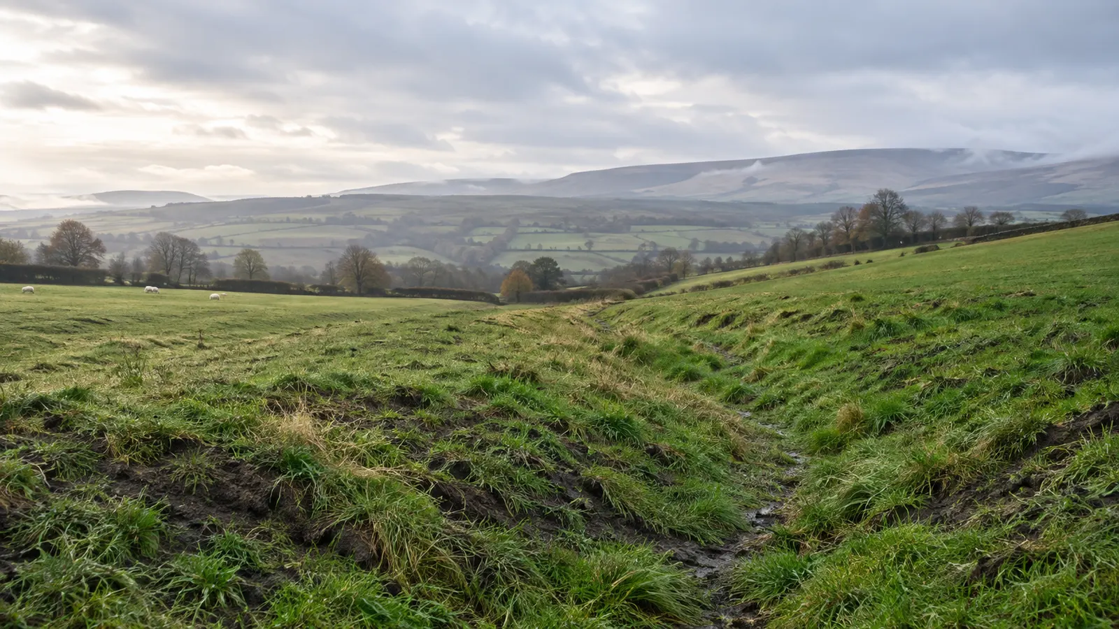 A misty upland pasture in North Yorkshire with a muddy channel cut down the slope by run-off.